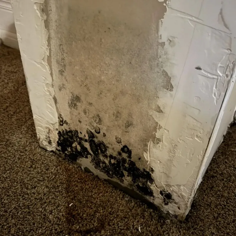 Professional Mold Removal in Taos County, NM